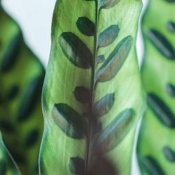 Calathea Lancifolia in LECHUZA QUADRO LS Self-watering Planter, Total Height 65 cm