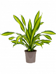 Colorful Corn Plant Dracaena fragrans 'Charley' Indoor House Plants