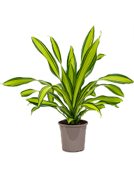 Colorful Corn Plant Dracaena fragrans 'Charley' Indoor House Plants