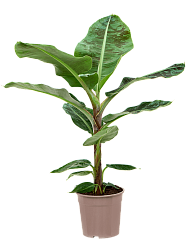 Lush Banana Plant Musa 'Dwarf Cavendish' Tall Indoor House Plants Trees
