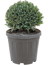 Photogenic English Yew Taxus baccata