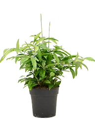 Easy-Care Spotted Gold Dust Dracaena surculosa (140-170) Indoor House Plants