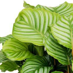 Photogenic Peacock Plant Calathea orbifolia Indoor House Plants