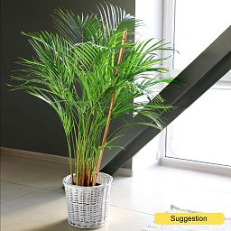 Tropical Golden Cane Palm Dypsis (Areca) lutescens Indoor House Plants