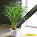 Tropical Golden Cane Palm Dypsis (Areca) lutescens Indoor House Plants