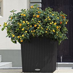 LECHUZA CUBE Cottage Square Poly Resin Self-watering Planter