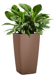 Aglaonema Stripes in LECHUZA CUBICO Color Self-watering Planter, Total Height 90 cm