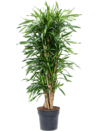 Easy-Care Corn Plant Dracaena fragrans 'Riki' Tall Indoor House Plants Trees