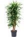 Easy-Care Corn Plant Dracaena fragrans 'Riki' Tall Indoor House Plants Trees