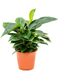 Lush Heart-Leaf Philodendron 'Congo Apple' Indoor House Plants