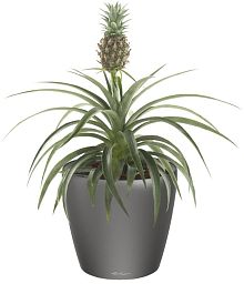 Champaca Pineapple in LECHUZA CLASSICO LS Self-watering Planter, Total Height 60 cm