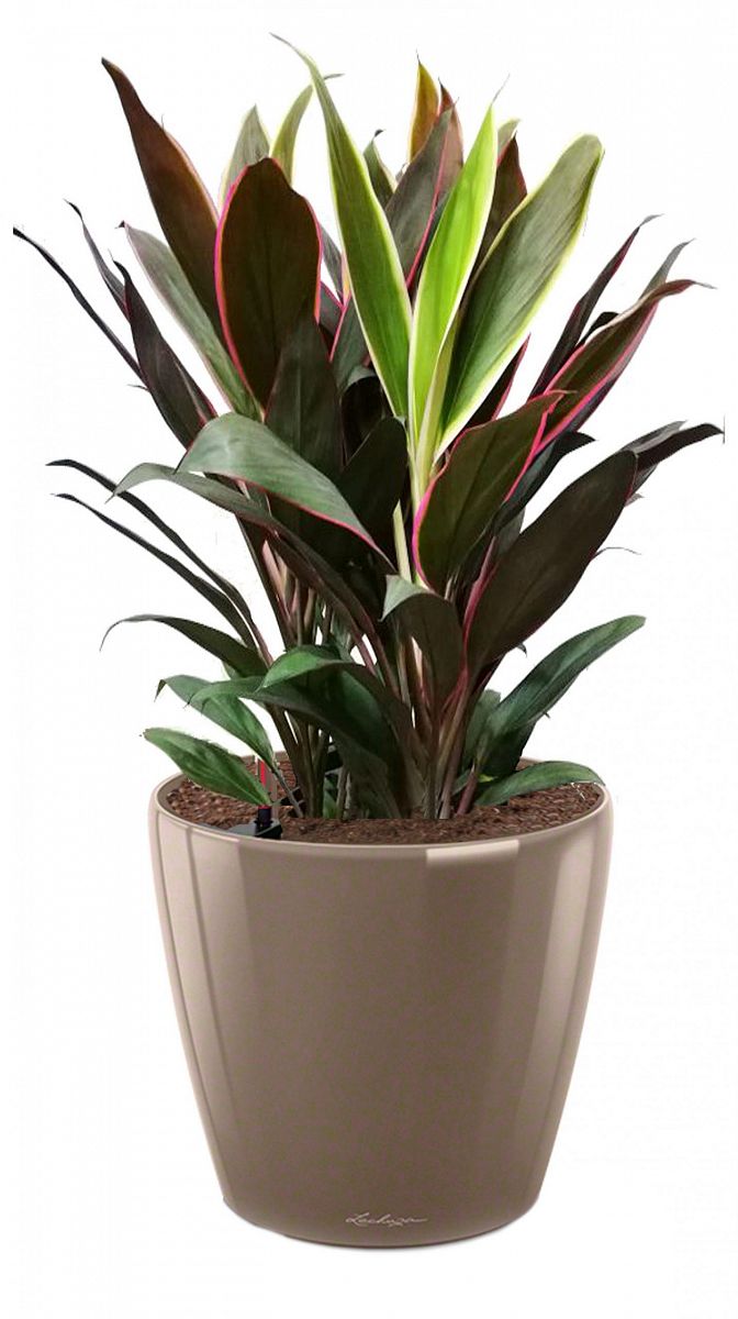 Cordyline in LECHUZA CLASSICO LS Self-watering Planter, Total Height 80 cm
