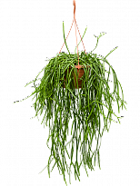 Easy-Care Mistletoe Cactus Rhipsalis trigona Indoor House Plants W30 H...
