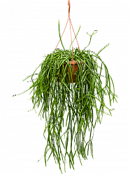 Easy-Care Mistletoe Cactus Rhipsalis trigona Indoor House Plants