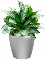 Aglaonema Silver Bay in LECHUZA CLASSICO LS Self-watering Planter, Total Height 90 cm