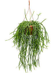 Easy-Care Mistletoe Cactus Rhipsalis trigona Indoor House Plants