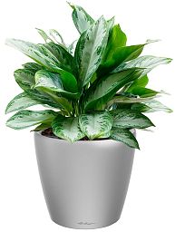 Aglaonema Silver Bay in LECHUZA CLASSICO LS Self-watering Planter, Total Height 90 cm