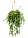 Easy-Care Mistletoe Cactus Rhipsalis trigona Indoor House Plants