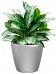 Aglaonema Silver Bay in LECHUZA CLASSICO LS Self-watering Planter, Total Height 90 cm