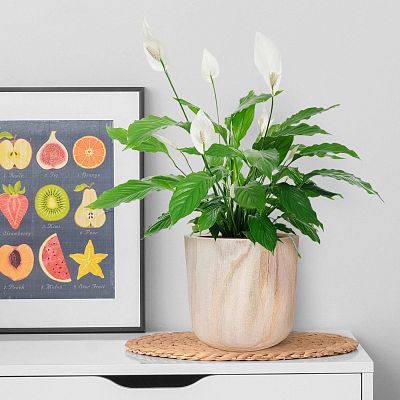 HORTICO CRAFT Wooden House Planter Round Indoor Plant Pot for House Plants with Waterproof Liner