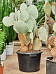 Easy-Care Purple Prickly Pear Cactus Opuntia santa rita Indoor House Plants