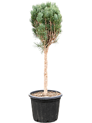 Showy Scots Pine Pinus sylvestris 'Glauca' Outdoor Plants Showy Scots Pine Pinus sylvestris 'Glauca' Outdoor Plants