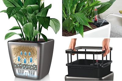 Calathea Lancifolia in LECHUZA QUADRO LS Self-watering Planter, Total Height 65 cm