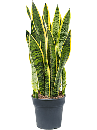 Elegant Snake Plant Sansevieria trifasciata 'Laurentii' Indoor House Plants