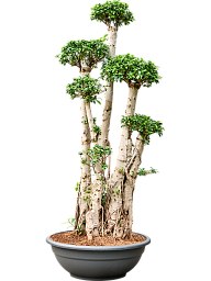 Lush Curtain Fig Ficus microcarpa 'Compacta' Tall Indoor House Plants Trees