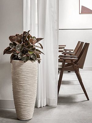 Lush Rubber Plant Ficus elastica 'Belize' Indoor House Plants