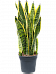 Elegant Snake Plant Sansevieria trifasciata 'Laurentii' Indoor House Plants