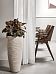 Lush Rubber Plant Ficus elastica 'Belize' Indoor House Plants