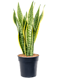 Elegant Snake Plant Sansevieria trifasciata 'Laurentii' Indoor House Plants