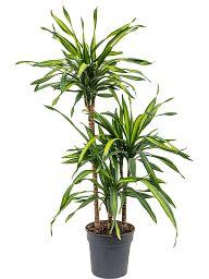 Easy-Care Corn Plant Dracaena fragrans 'Riki' Tall Indoor House Plants Trees