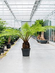 Lush Soft Tree Fern Dicksonia antarctica Tall Indoor House Plants Trees