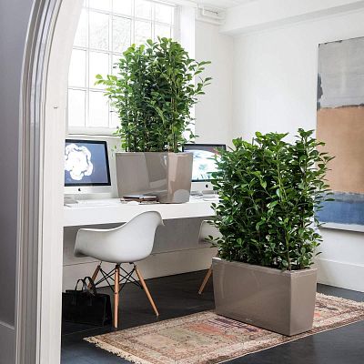 LECHUZA CARARO Trough Poly Resin Self-watering Planter