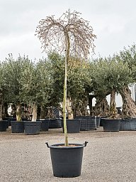 Lush Japanese Maple Acer palmatum 'Dissectum Palmatifidum' (200-240) Outdoor Plants