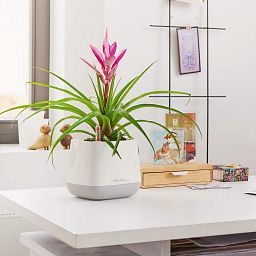 LECHUZA YULA Square Poly Resin Indoor Self-watering Planter