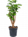 Delicate Shield Aralia (Polyscias) 'Roble' Tall Indoor House Plants Trees