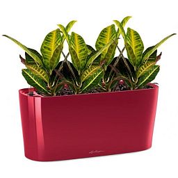 Codiaeum Sunny in LECHUZA DELTA Self-watering Planter, Total Height 55 cm
