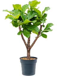 Lush Fiddle Leaf Fig Ficus lyrata Indoor House Plants