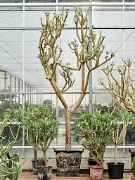 Easy-Care Candle Plant Senecio kleinia Indoor House Plants