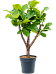 Lush Fiddle Leaf Fig Ficus lyrata Indoor House Plants