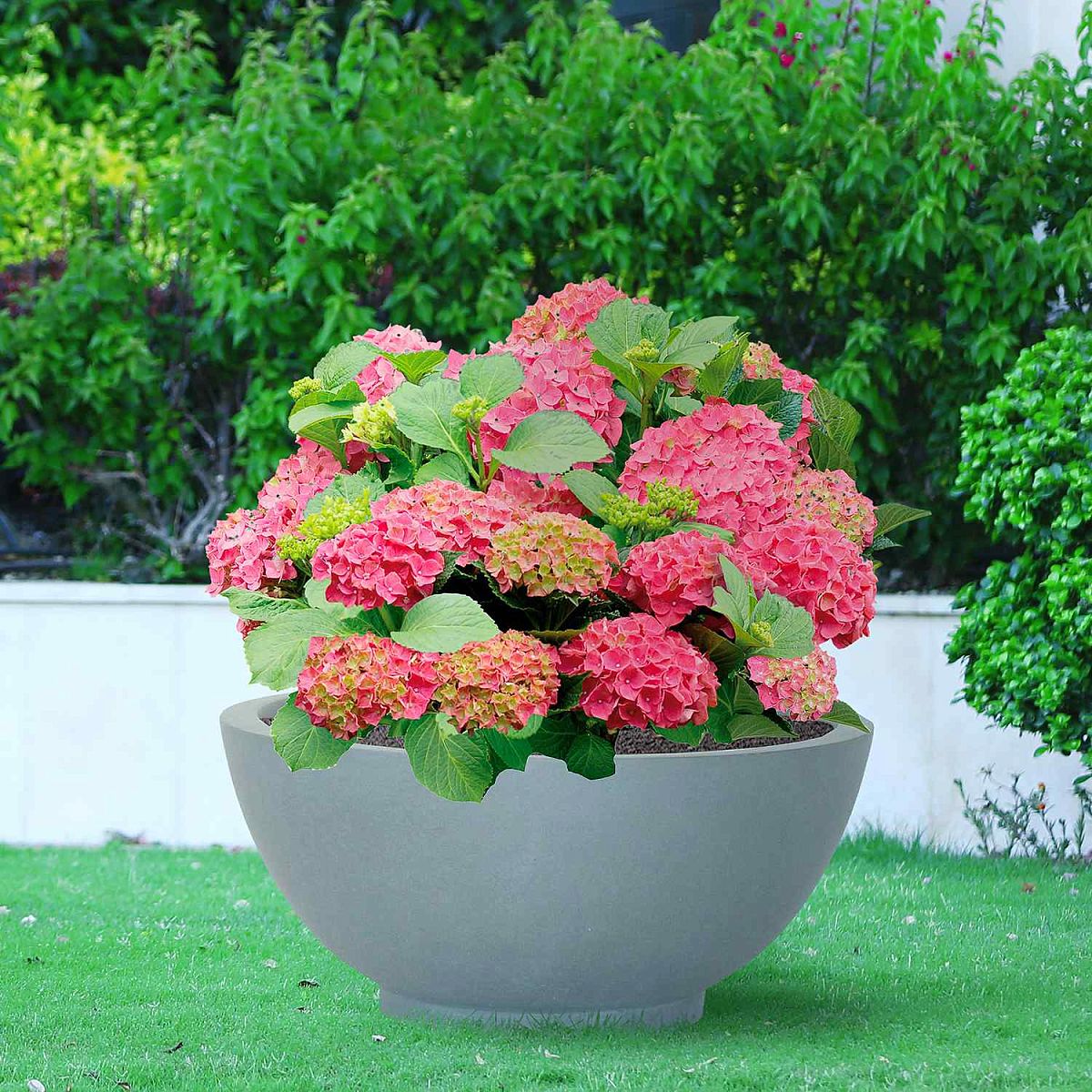 Dish Style Smooth Bowl Outdoor Planter by Idealist Lite
