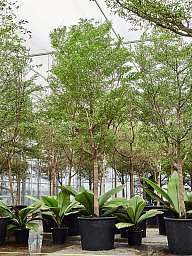 Tropical Black Olive Tree Bucida buceras 'Shady Lady' (800-900)