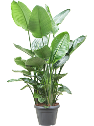 Tropical Bird of Paradise Strelitzia nicolai Indoor House Plants