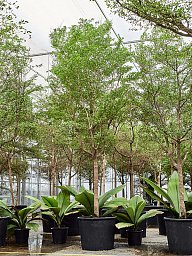 Tropical Black Olive Tree Bucida buceras 'Shady Lady' (800-900)