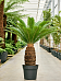 Sago Palm Cycas revoluta