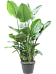 Tropical Bird of Paradise Strelitzia nicolai Indoor House Plants