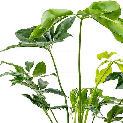 Lush Heart-Leaf Philodendron 'Green Wonder' Indoor House Plants W60  H(70-80) cm - from 54 | Getpotted.com